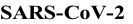 SARS-CoV-2
