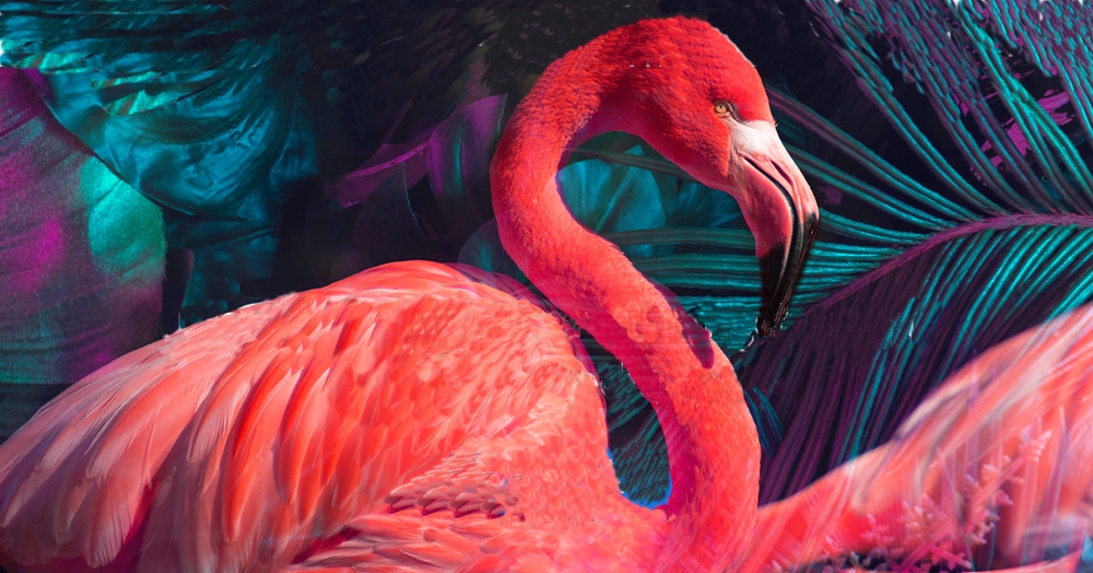 Flamingos Homepage movie schonegger.com.mpg